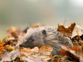 8623.Ben Hall (rspb-images.com)